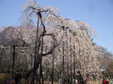 さくら、さくら、弥生の空は！｜「花くめ」　（千葉県市川市の花キューピット加盟店 花屋）のブログ