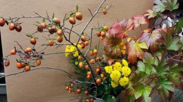食べられない柿ですが…☆☆☆｜「花くめ」　（千葉県市川市の花キューピット加盟店 花屋）のブログ