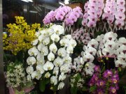 「花くめ」　（千葉県市川市）の花屋店舗写真3